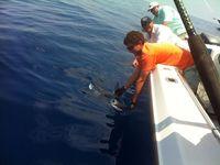 Captain Mitch with a White Marlin