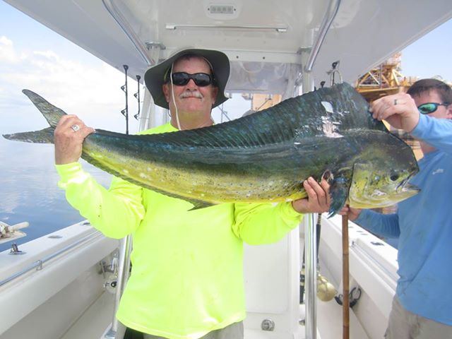 Cow Dolphin caught while offshore fishing venice